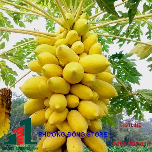 Hạt giống đu đủ ruột vàng